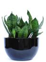 Inscape Indoor Plant - Best Indoor Plant Provider  logo